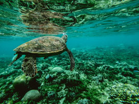 Turtle Underwater